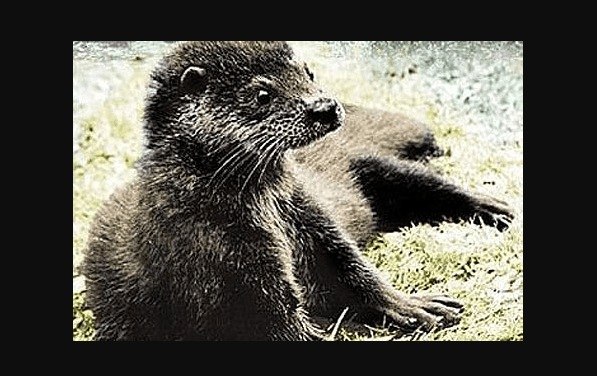 45 jaar geleden: “Tarka de otter”