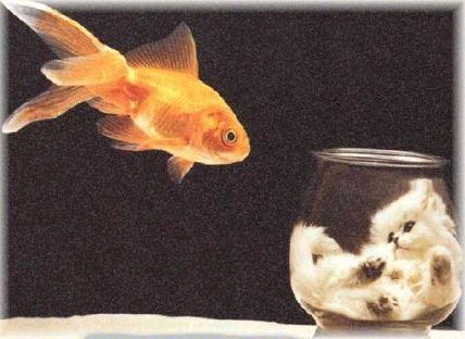 Waar komt de aprilvis&nbsp;vandaan?