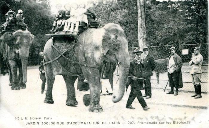 230  jaar geleden: de eerste zoo, namelijk die van&nbsp;Parijs