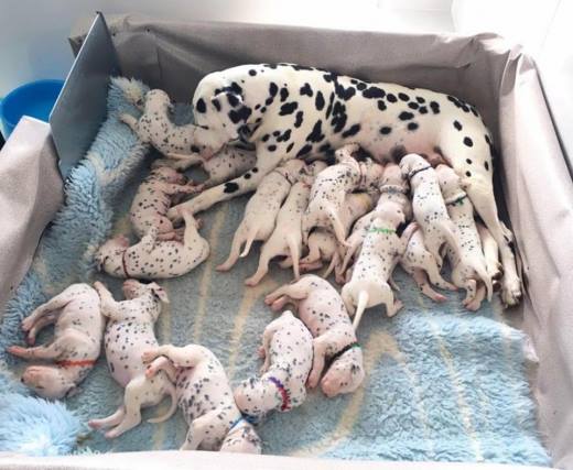 Tachtig jaar geleden: 23&nbsp;puppies