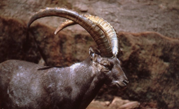 25 jaar geleden: de laatste ibex wordt verpletterd onder een&nbsp;boom