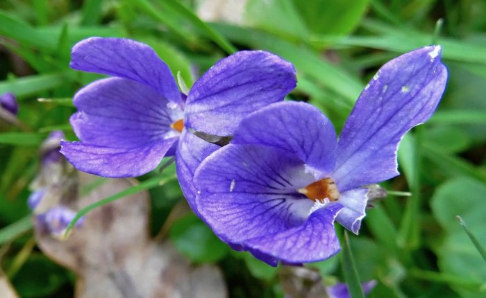 240 jaar geleden: “Das Veilchen” van Mozart