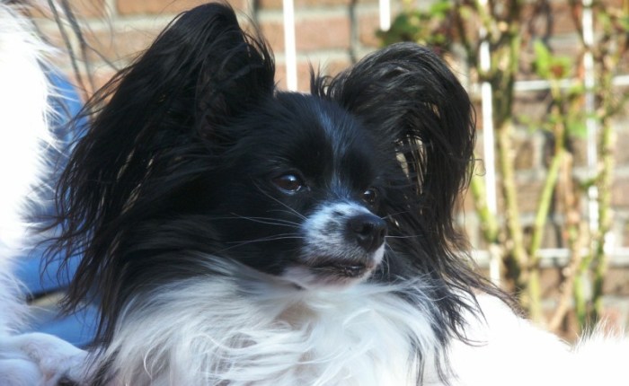 Het hoekje van Opa Adhemar&nbsp;(81)