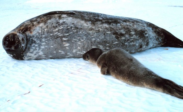 25 jaar geleden: cultuur in Gent&nbsp;(618)