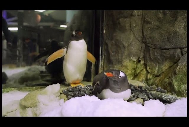 Hoe een dode pinguïn ons doet&nbsp;nadenken